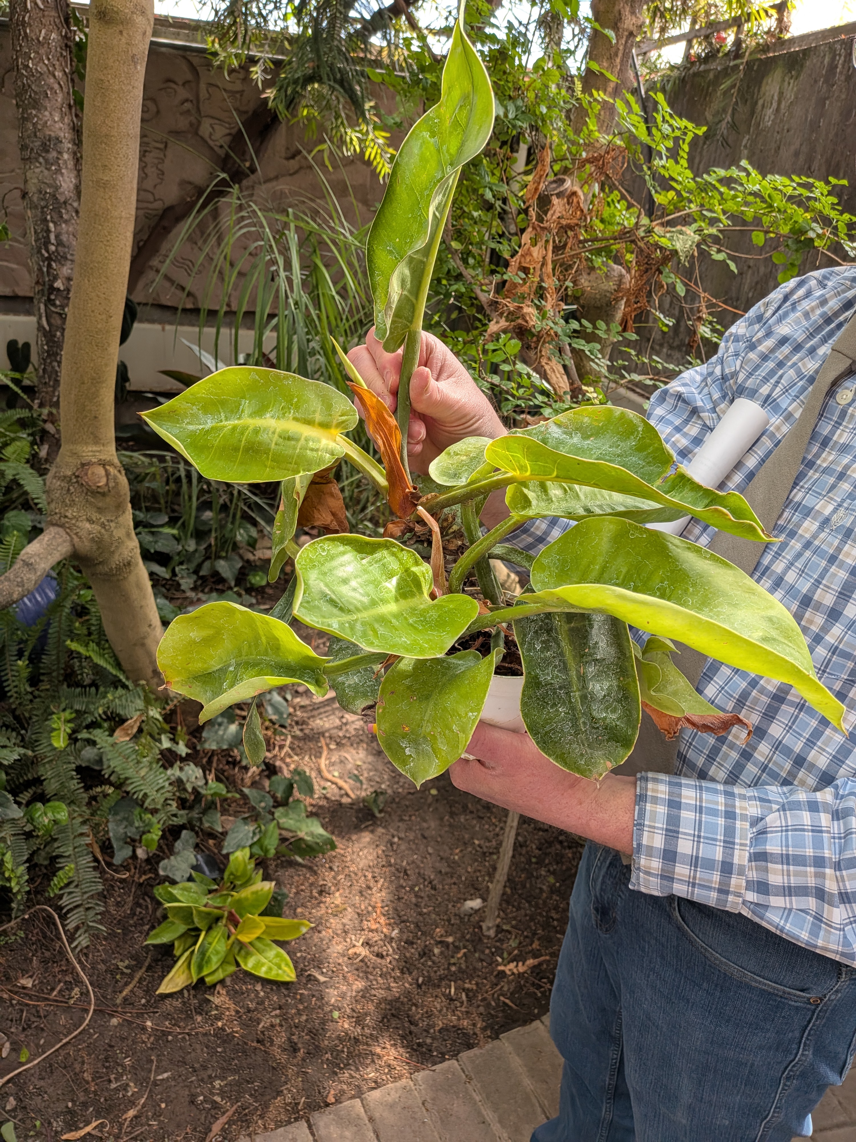 <p>Spade Leaf Philodendron </p>