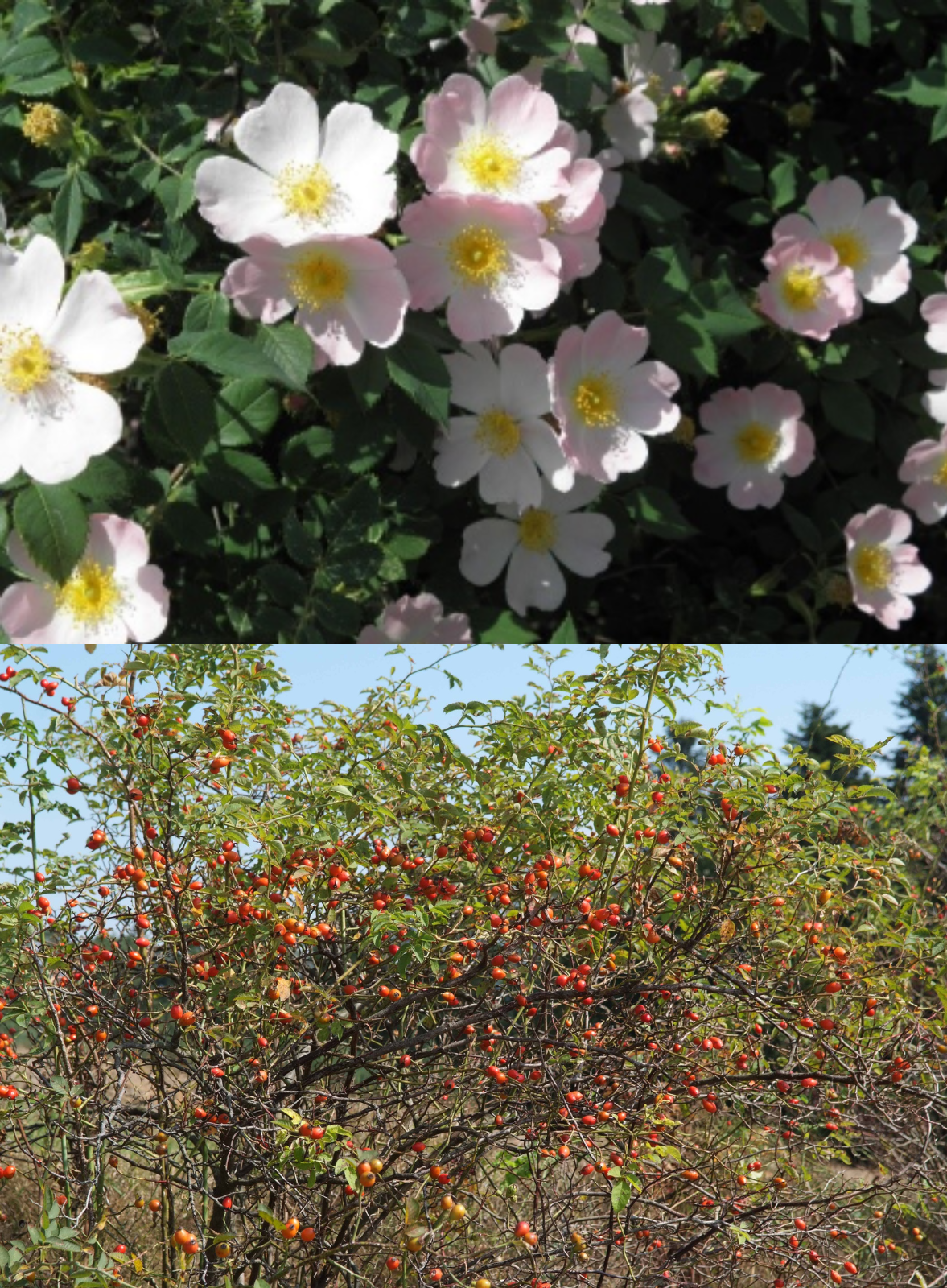 <p>Klasa <strong>RHAMNO-PRUNETEA</strong></p>