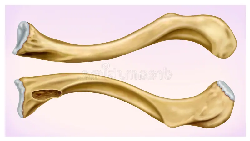 <p>name and side this bone </p>