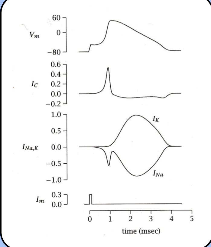 <p><span style="font-family: "Helvetica Light";">- uniform excitation allowed Hodgkin and Huxley to model an action potential that didn’t non-propagate.</span></p><p><span style="font-family: "Helvetica Light";">- another way of saying this would be that all of the membrane current generated by the sodium and potassium channels was used to charge the membrane RC circuit—<u>there was no axial current</u>.</span></p><p><span style="font-family: "Helvetica Light";">- although they are instructive, non-propagating action potentials are experimentally contrived.</span></p>