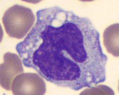 <p>name the cell:</p>