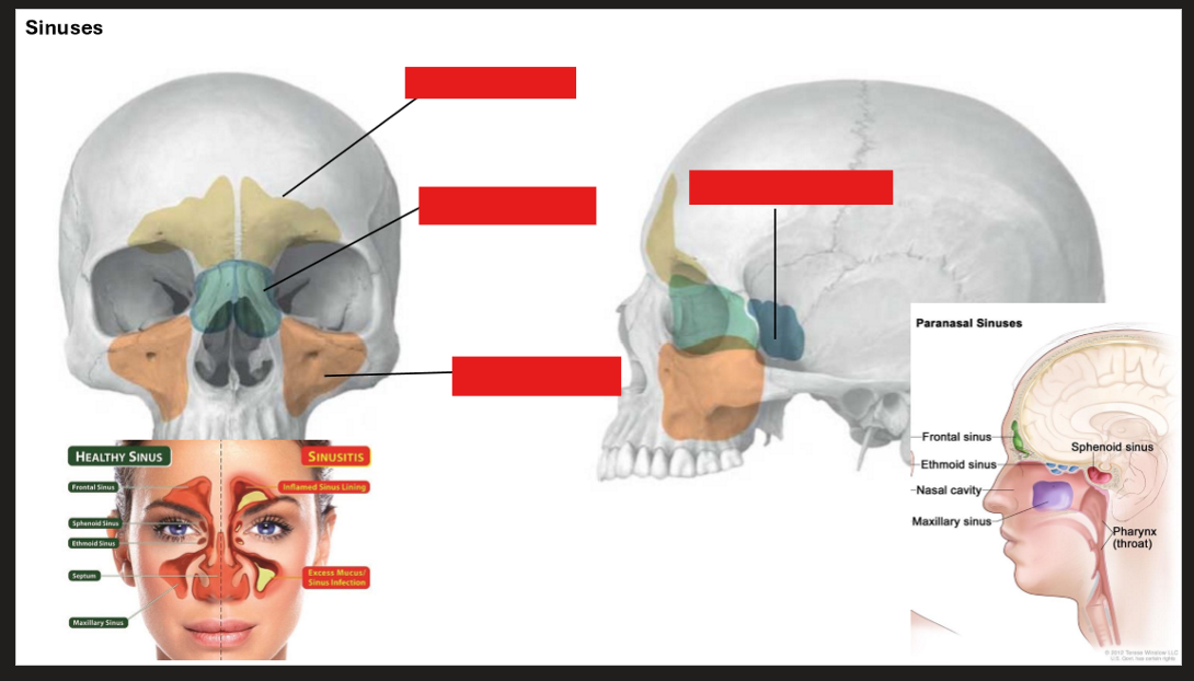 <p>Label the Sinuses</p>