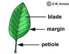 <p>the outer edge of a leaf</p>