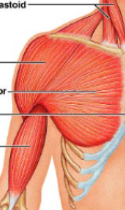<p>biceps brachii</p>