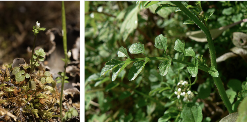 <ul><li><p>Tiny white 4-petal flowers</p></li><li><p>Slender upright seed pods</p></li><li><p>Small compound leaves</p></li><li><p>Mustard-family plant</p></li><li><p>Wet disturbed soils & ditches</p></li></ul><p></p>