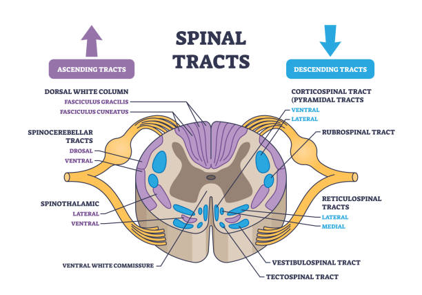 <p>Ascending tracts usually have ___ neurons</p>