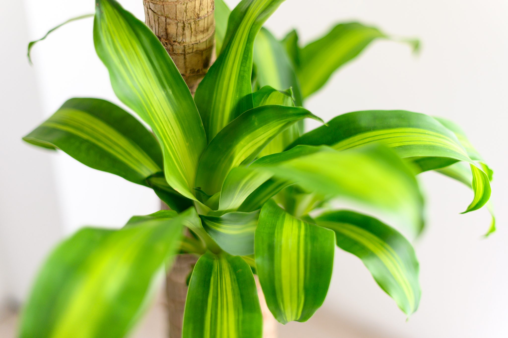 <p>Dracaena fragrans</p>