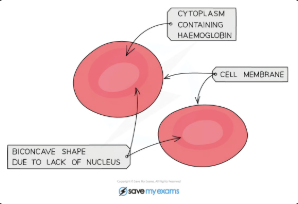 <p>Carry oxygen using haemoglobin. Biconcave disc shape = large SA:V for diffusion. No nucleus = more space for haemoglobin. Small and flexible to squeeze through capillaries </p>