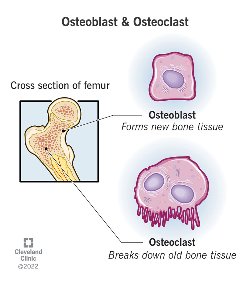 <p>OSTEOBLASTS</p>