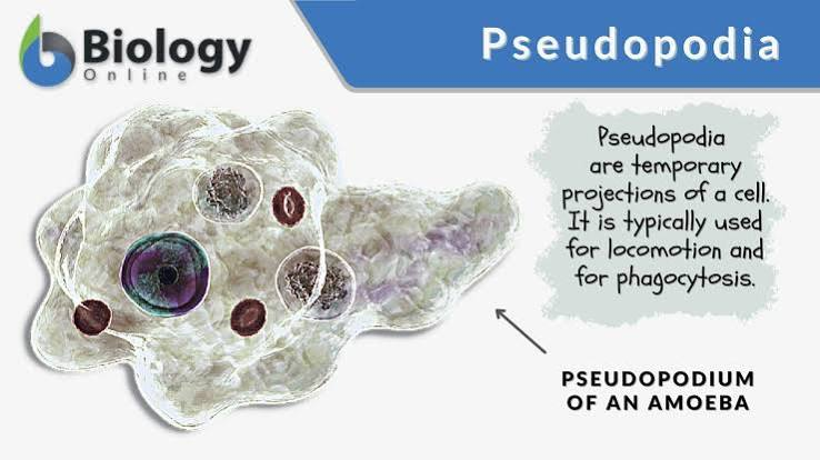 <p>Pseudopod</p>
