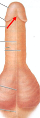 <p>a fold of skin</p>