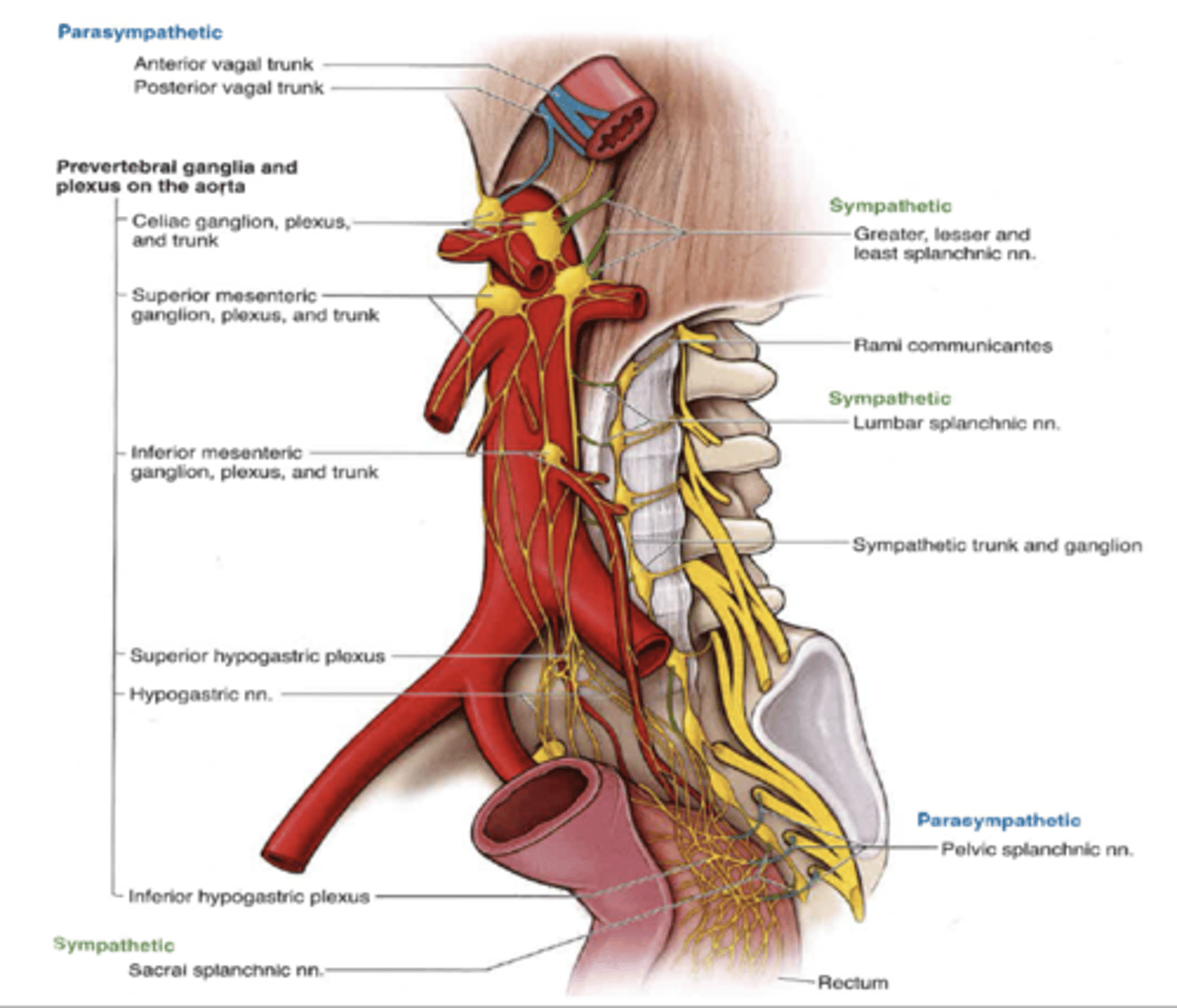 <p>what abdominal autonomic plexus are interconnected? </p>