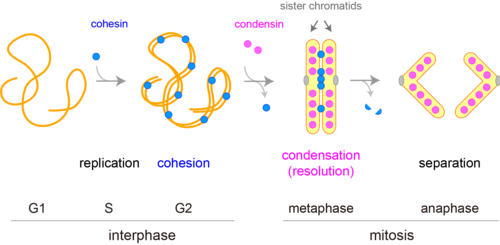 <ul><li><p><strong>Centromere</strong> = region of chromosome where chromatids = constricted + attached</p></li><li><p><strong>Cohesins</strong> = proteins that glue sister chromatids together</p></li><li><p><strong>Kinetochores</strong> = specialized protein complexes that assemble on centromere of each sister chromatids </p></li></ul><p></p>
