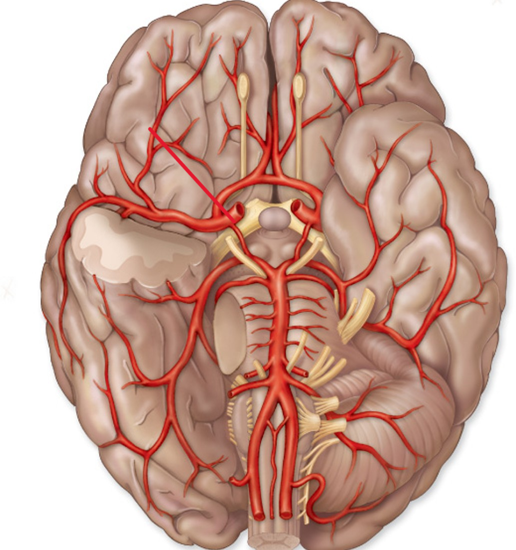 <p>Name the artery</p>