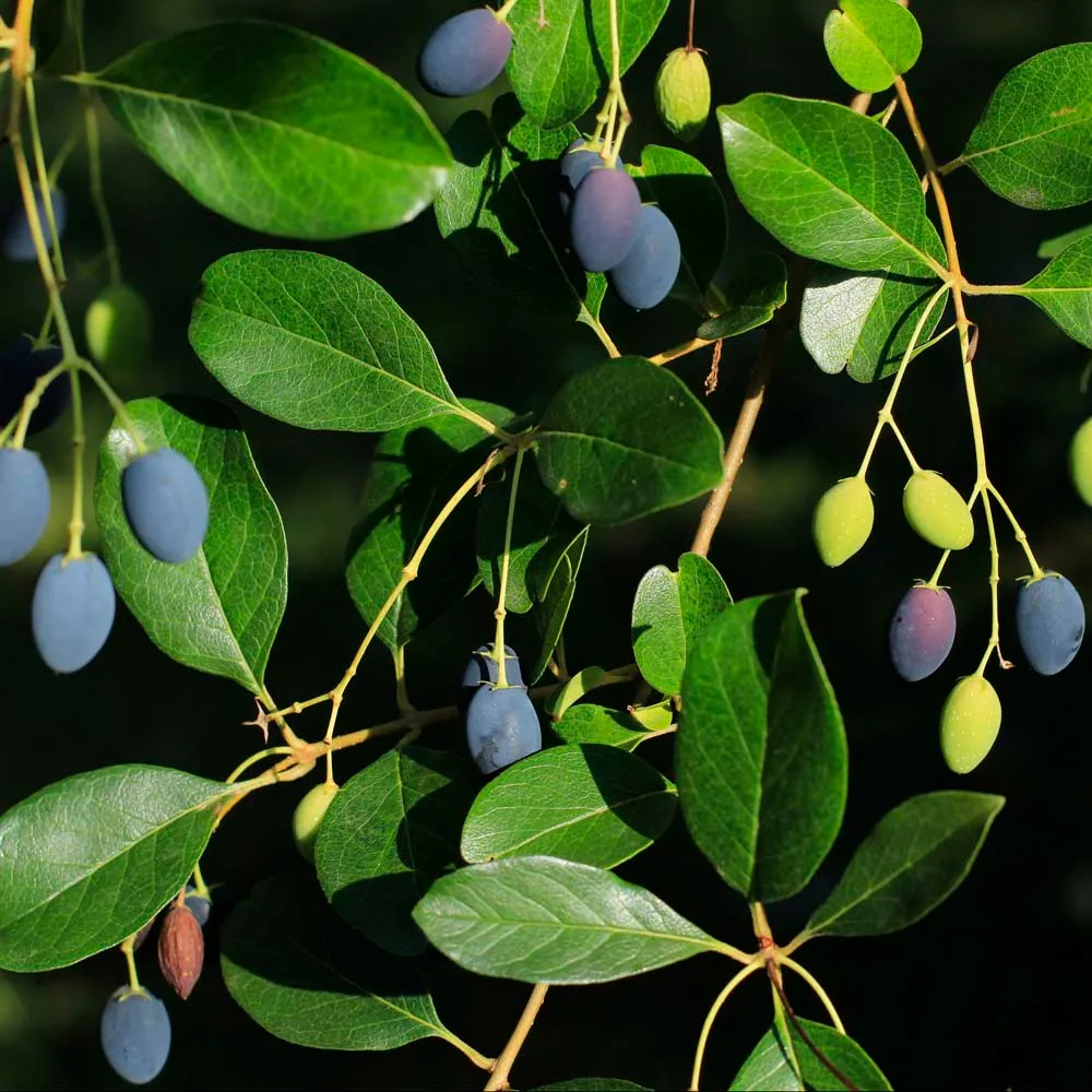 <p>Fringetree</p>