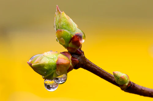 <p><strong><em><span>Bud</span></em></strong></p>