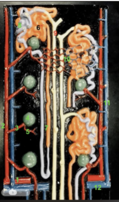 <p>characteristics of 6 </p>