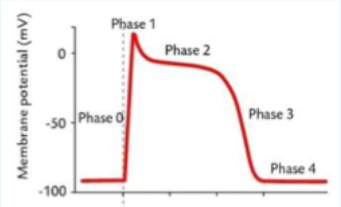 <p>AP conduction </p><p>refractory period length </p>