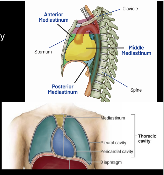 <p>Contain the pericardial cavity</p>