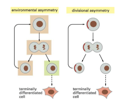 <p>special place often with unique adhesion (ECM or cell-cell).</p><p>Inheritance of "stem-ness" factors. (often both at work together) - different factors get divided differently, and asymmetry can be caused by hormonal factors or tissue mechanics</p><p>An area of a tissue that provides a specific microenvironment, in which stem cells are present in an undifferentiated and self-renewable state. Cells here interact with the stem cells to maintain them or promote their differentiation</p>