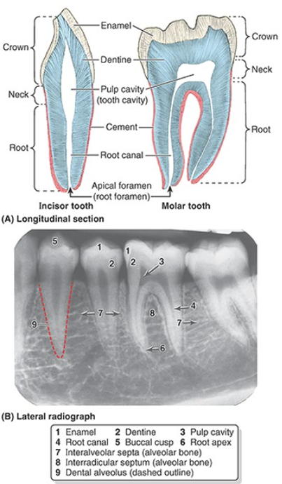 <ul><li><p>crown = projects from gingiva (gums)</p></li><li><p>neck = between crown and root</p></li><li><p>root = fixed in tooth socket by <strong>periodontium</strong></p><ul><li><p>connective tissue surrounding roots</p></li></ul></li><li><p>dental alveolus = tooth socket</p></li><li><p>most of tooth = composed of <strong>dentine</strong></p><ul><li><p>covered by <strong>enamel </strong>over crown &amp; cement over the root</p></li></ul></li></ul><p></p>