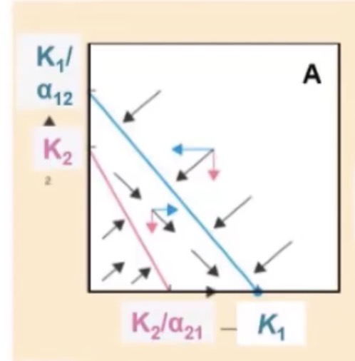 <p>What outcome of the Lotka-Volterra Model is represented in this graph, which species is above its isocline?</p>
