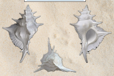 <p>no local name</p>