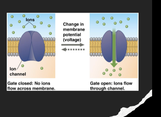 <p><span style="color: purple;"><strong>Gated ion channels</strong></span></p><ul><li><p>open or close in<span style="color: purple;"><strong> response to stimuli</strong></span> leading to changes in membrane potential</p></li><li><p>Alters<span style="color: purple;"><strong> permeability</strong></span> of membrane to particular ions</p></li><li><p>Ex: voltage gated ion channels</p></li></ul><p></p>