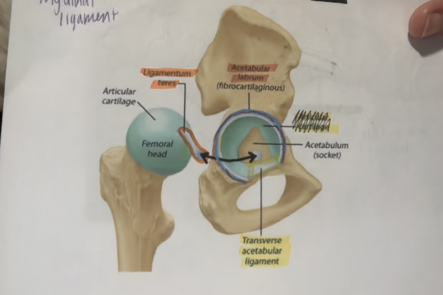 <p>outter part of acetabular labrum</p>