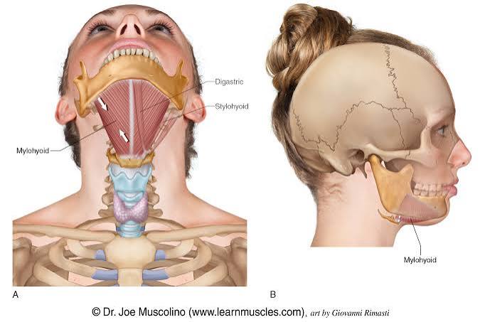 <ul><li><p>involved in swallowing</p></li></ul><p></p>