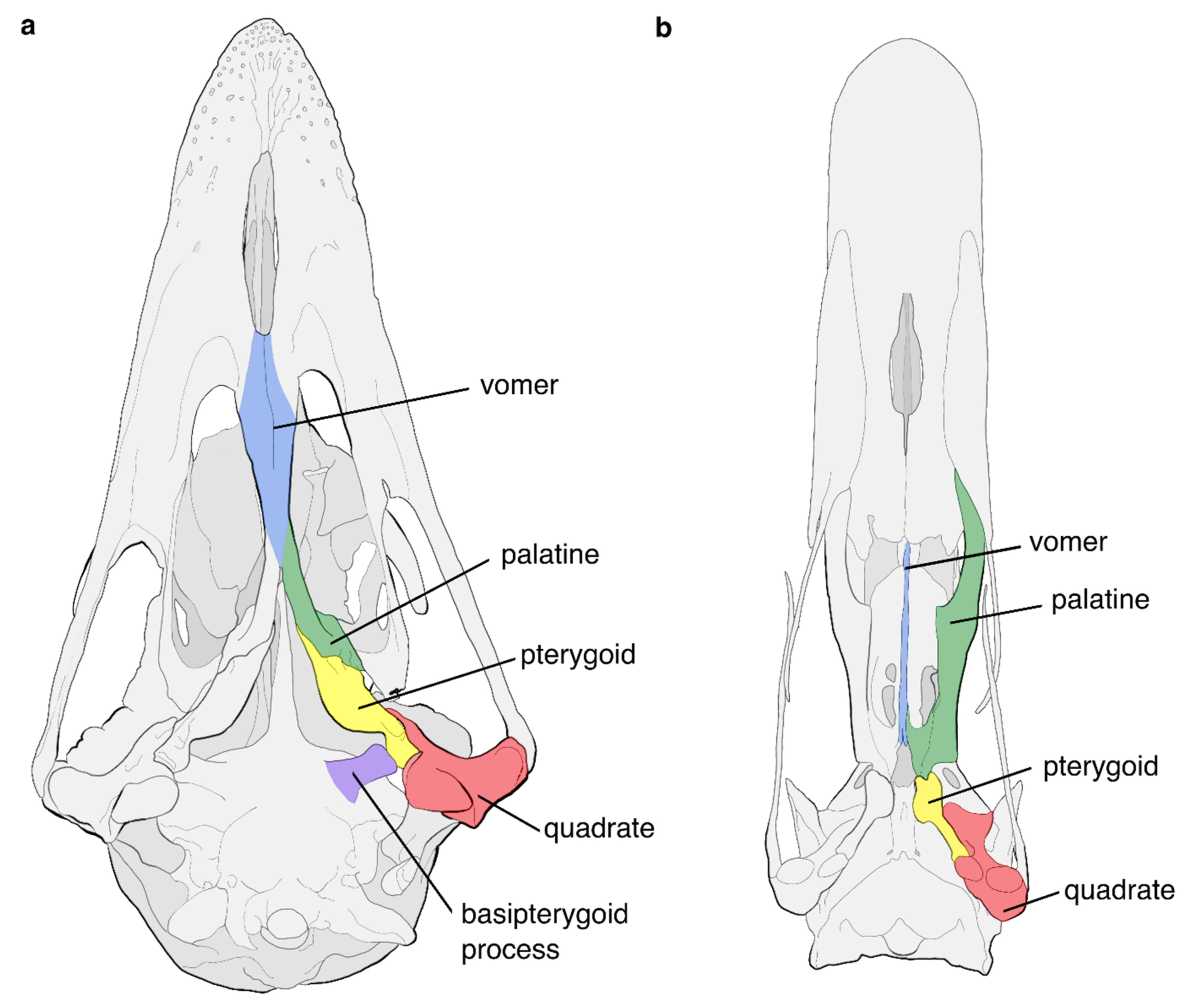 <ul><li><p><strong>Palaeognathae</strong> (“old jaws”)</p><ul><li><p>Have a <strong>more rigid, primitive palate structure</strong></p></li><li><p>Bones in the roof of the mouth are <strong>fused and less flexible</strong></p></li><li><p>This resembles early bird ancestors</p></li></ul></li><li><p><strong>Neognathae</strong> (“new jaws”)</p><ul><li><p>Have a <strong>more flexible, derived palate</strong></p></li><li><p>Bones are arranged to allow <strong>greater movement (kinetic skull)</strong></p></li><li><p>This contributes to more diverse feeding strategies</p></li></ul></li></ul><p></p>