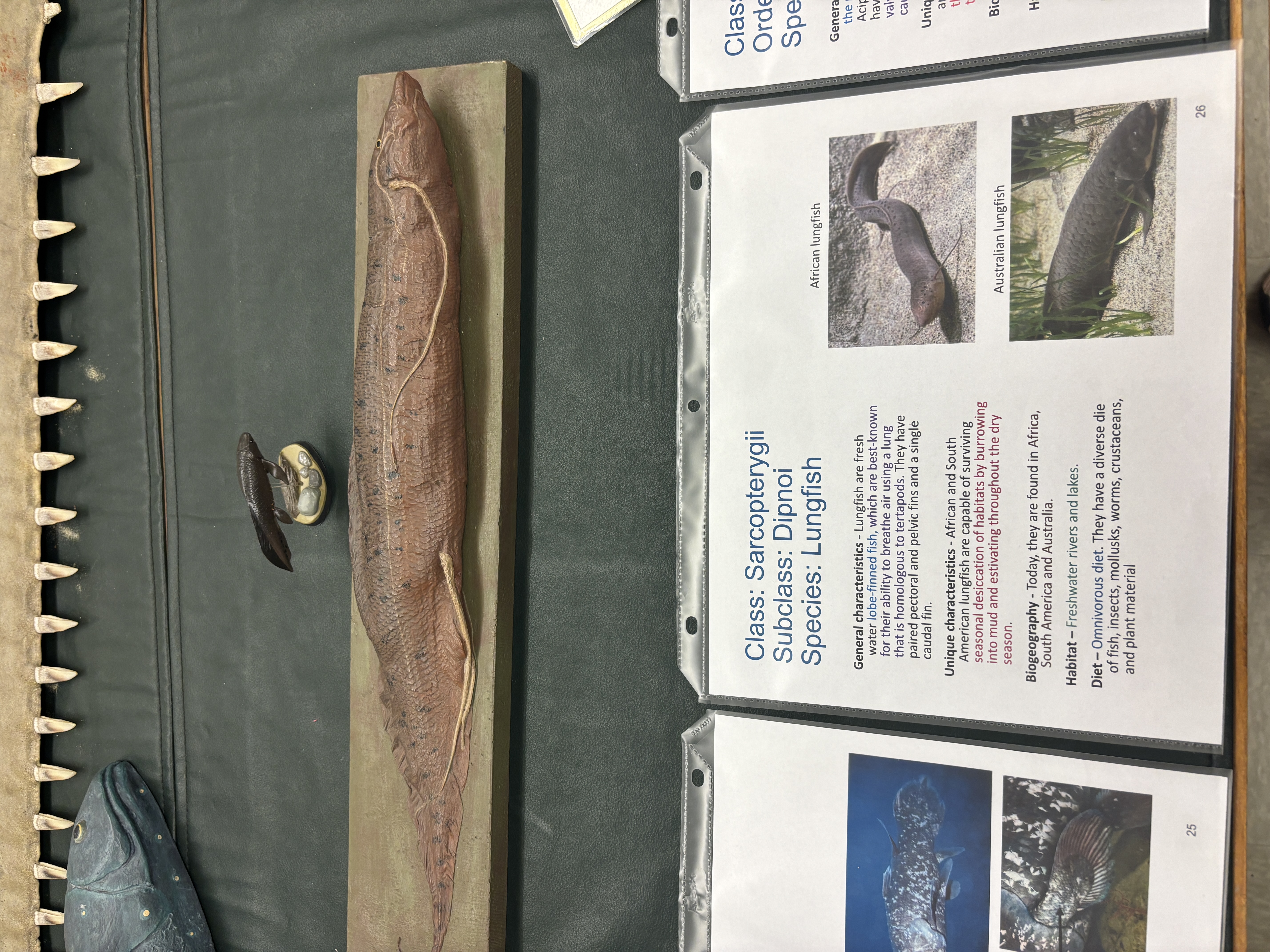<p>Class Sarcopterygii</p><p>Species lungfish</p><p>what best known for</p>