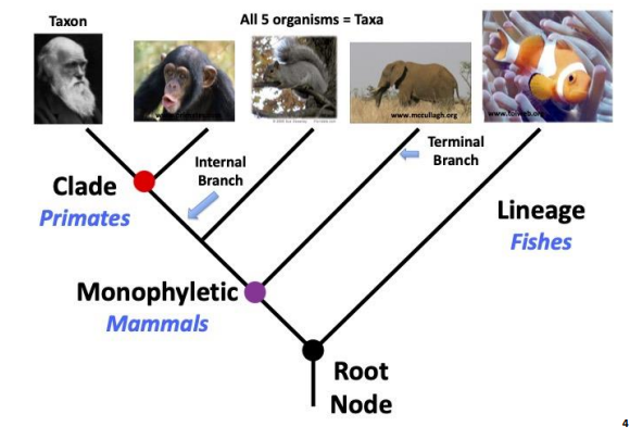<p>Taxa</p>