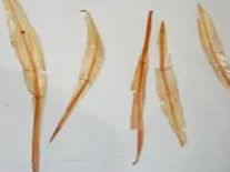 <p><strong>pen</strong></p>