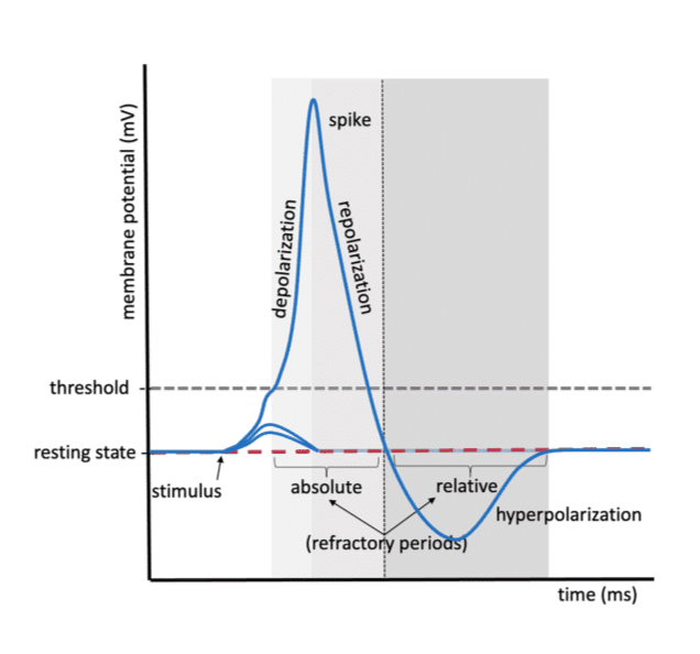 <ol><li><p>stimulus &amp; RMP</p><ul><li><p>trigger VV depolarization events in excitable cell → inside cell INC +</p></li><li><p>RMP ~ −70 mV</p></li><li><p>K⁺ leak channels leaky &amp; X fully closed at rest</p></li><li><p>voltage gated Na channel &amp; chem gated K channel closed</p></li></ul></li><li><p>Threshold</p><ul><li><p>stimulus reaches approximately −55 mV</p></li><li><p>AP triggered</p></li></ul></li><li><p>Depolarization</p><ul><li><p><u>Voltage-gated Na⁺ channels open</u></p><ul><li><p>Na⁺ enters cell → inside INC (+) → INC K move out of cell to counteract</p></li><li><p>membrane potential -70mV to -30mV</p></li></ul></li><li><p>leaky K channel open</p></li><li><p>chem gated K channel closed → need chem bind to open</p></li></ul></li><li><p>Repolarization</p><ul><li><p><u>Voltage-gated K⁺ channels open</u></p></li><li><p>K⁺ leaves cell</p></li><li><p>voltage gated Na⁺ channels close</p></li></ul></li><li><p>Hyperpolarization</p><ul><li><p>cell INC (-) than RMP = DEC chance AP occur </p></li><li><p><u>Relative refractory period </u>occurs → harder to do AP</p></li><li><p>chem gated K+ channel open → INC K+ leave cell</p></li><li><p>voltage gated Na+ channel closed → bc open voltage goated K+ channel</p></li><li><p>all channels move K+ out of cell</p></li></ul></li><li><p>Return to resting membrane potential &amp; resting state</p></li></ol><p></p>