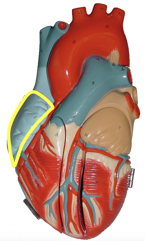 <p>what part of the heart muscle is shown?</p>