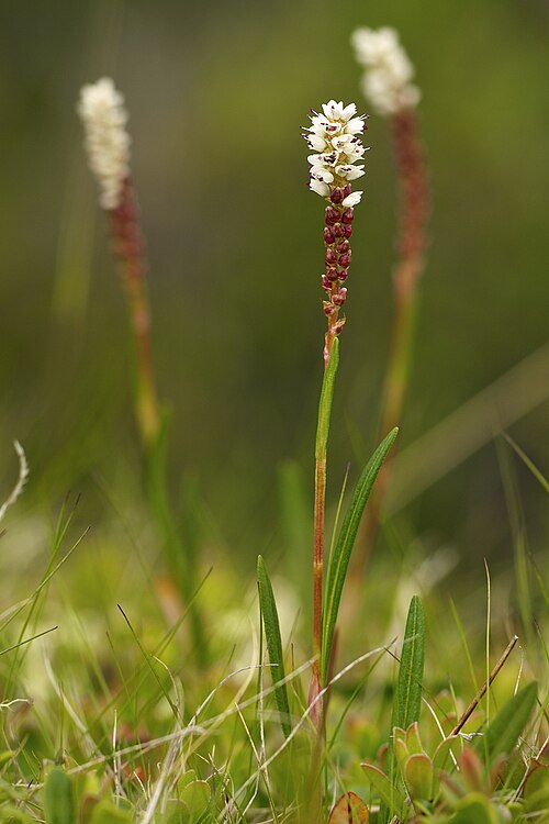 <p>Ormrot   (Polygonaceae = Slideväxt)</p>