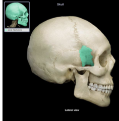 <p>What bone is this?</p>