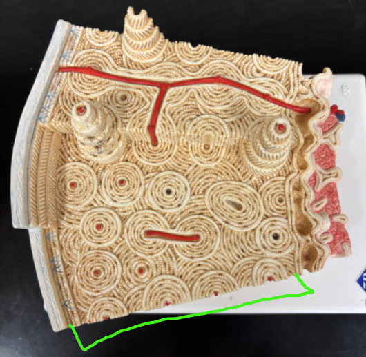 <p>What bone tissue is the green bracket highlighting? </p>