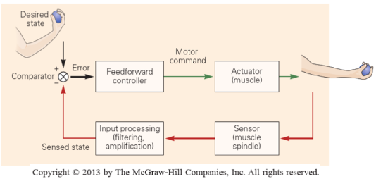 <p>feedforward -generates motor command based on the desired state, movement not monitored for errors (sensory info to detect imminent perturbations and initiate pro-active strategies based on prior experience)</p><p>feedback- error correcting system, desired &amp; sensed stated compared (at comparator) = error signal generated- this signal helps shape motor command</p>