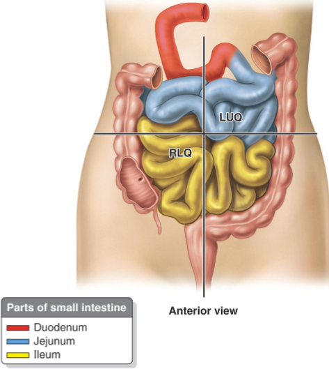 knowt flashcard image