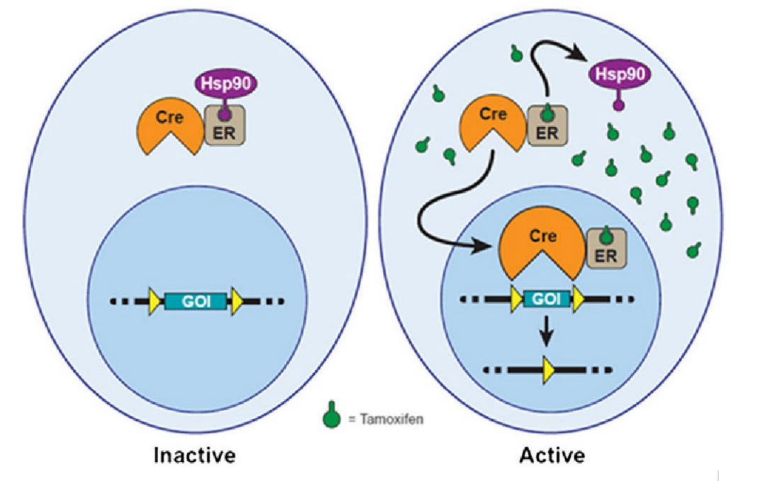 <p>is an <u>inducible </u>gene expression system (aka gene expression changes depending on the conditions of place, time, type of stimulus, etc.)</p><ul><li><p>Cre fused w/ an estrogen receptor (ER) (aka Cre-ER) WITHOUT tamoxifen ligand will transport the complex outside the nucleus — INACTIVE (so no gene expression)</p></li><li><p>Cre-ER with bound tamoxifen will transport the complex into the nucleus → to become ACTIVE (so induce gene expression)</p></li></ul><p></p>