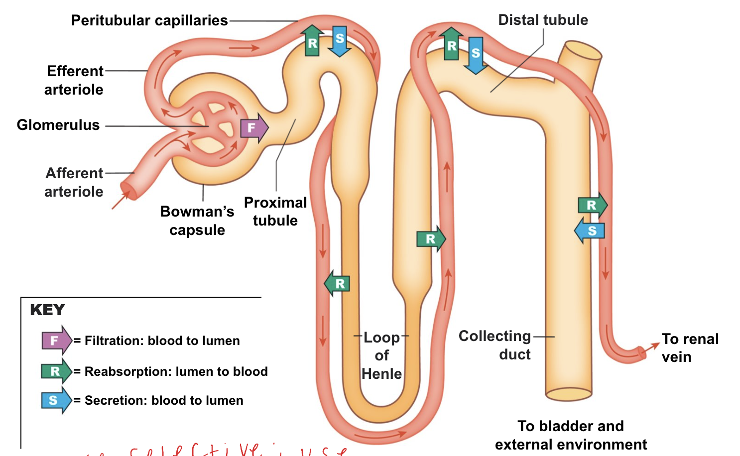 <ul><li><p>blood to lumen </p></li><li><p>same direction as filtration</p></li><li><p>more selective; use membrane proteins</p></li></ul><p></p>