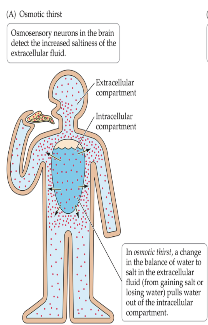 <p>Plasma Osmolarity (too many solutes, and too little water —→ Need water)<br>Solute increase in extracellular fluid increases pull of water from intracellular</p>