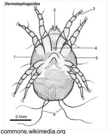 <p>What is this species of medical and veterinary importance</p>