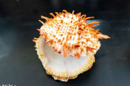 <p>Phylum &amp; name?</p>