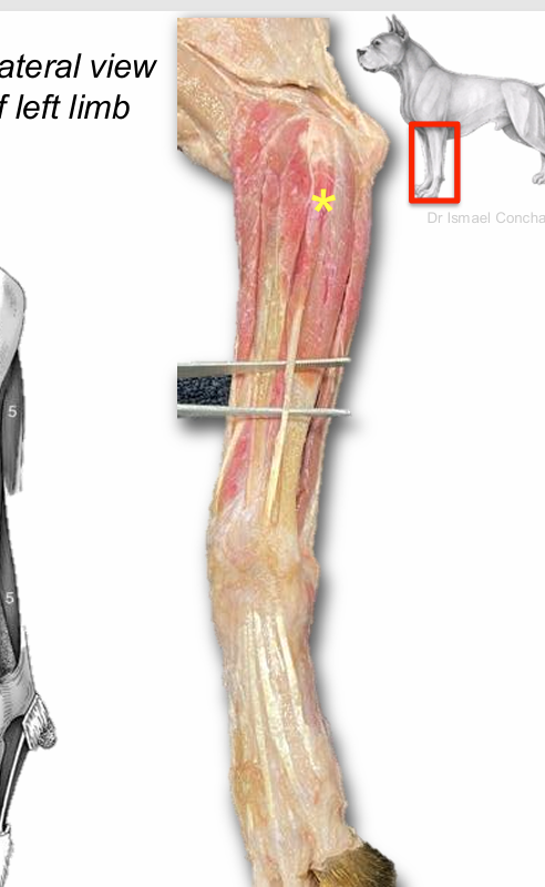 <p>Lateral digital extensor m.</p>