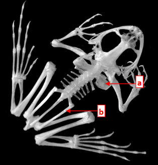 <p>This is a skeleton of a _______ in class ________.</p>