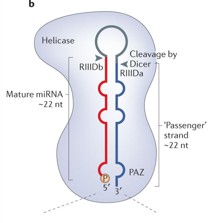 <ul><li><p>Dicer binds the pre-miRNA in a particular orientation, based on the 3’ overhang left by Drosha</p></li><li><p>once bound, it cleaves the hairpin at a fixed distance from the 3’end (typically 21-25 NT, depending on the species and type of Dicer protein)</p></li><li><p>Dicer may also be bound w/ cofactors, these are other dsRNA-binding proteins</p><ul><li><p>eg. TRBP= TAR RNA binding protein, a protein that modulates Dicer function in humans</p></li></ul></li></ul><p></p>