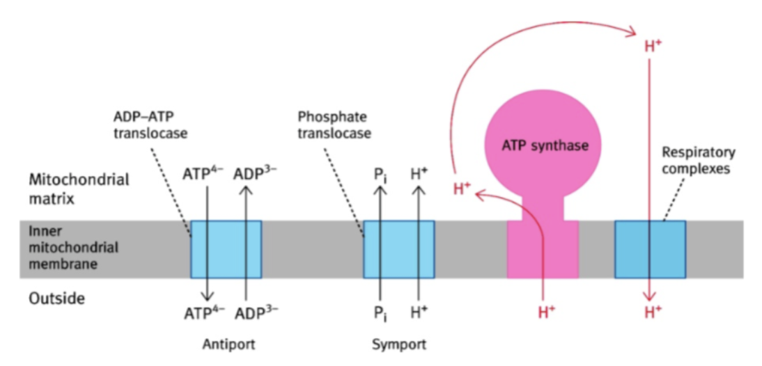 <p>Elle échange un ATP de la mitochondrie pour un ADP du cytoplasme </p>